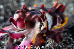 The flamboyant cuttlefish. Lembeh Streit. by Ugo Gaggeri 